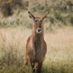 waterbuck thumb 1