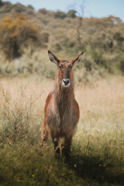 waterbuck