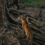 leopard tree thumb 1