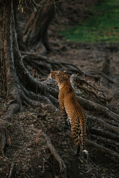 leopard tree