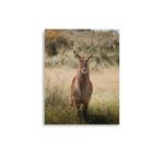 waterbuck thumb 3