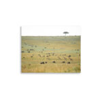 wildlife harmony thumb 3