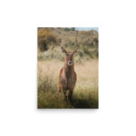 waterbuck thumb 4