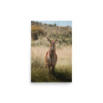 waterbuck thumb 5