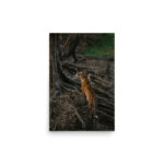 leopard tree thumb 5