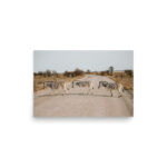 zebra crossing thumb 5