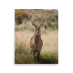 waterbuck thumb 6