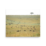 wildlife harmony thumb 6