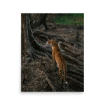 leopard tree thumb 6