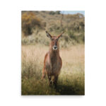 waterbuck thumb 7