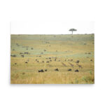 wildlife harmony thumb 7