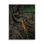 leopard tree thumb 7