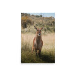waterbuck thumb 8