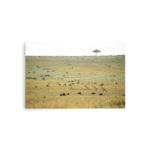 wildlife harmony thumb 8