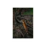 leopard tree thumb 8