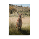 waterbuck thumb 9
