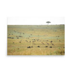 wildlife harmony thumb 9