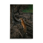 leopard tree thumb 9