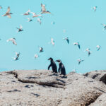 tranquil contrast thumb 1