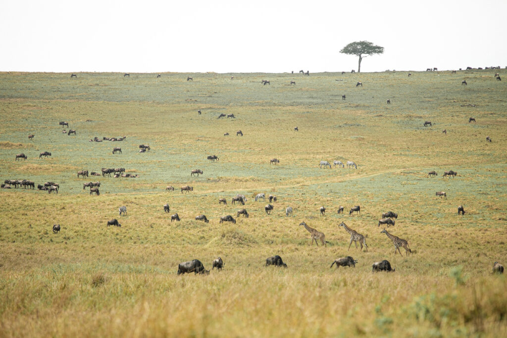 wildlife harmony image 1