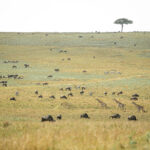 wildlife harmony thumb 1