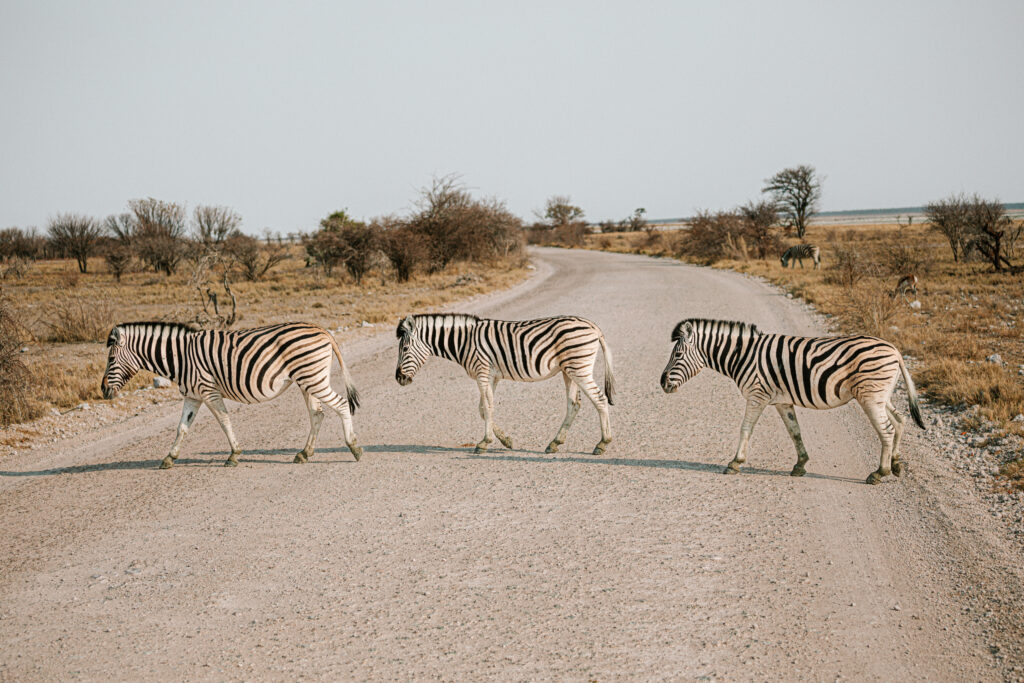 zebra crossing image 1