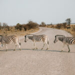 zebra crossing thumb 1