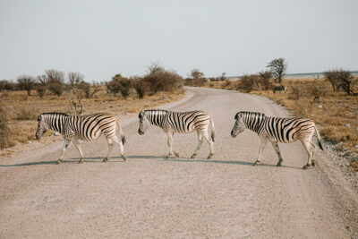 zebra crossing